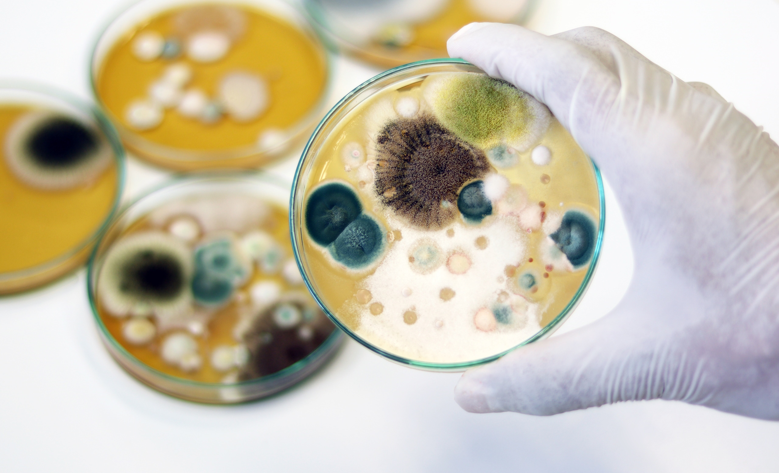 What Mold Testing is best?