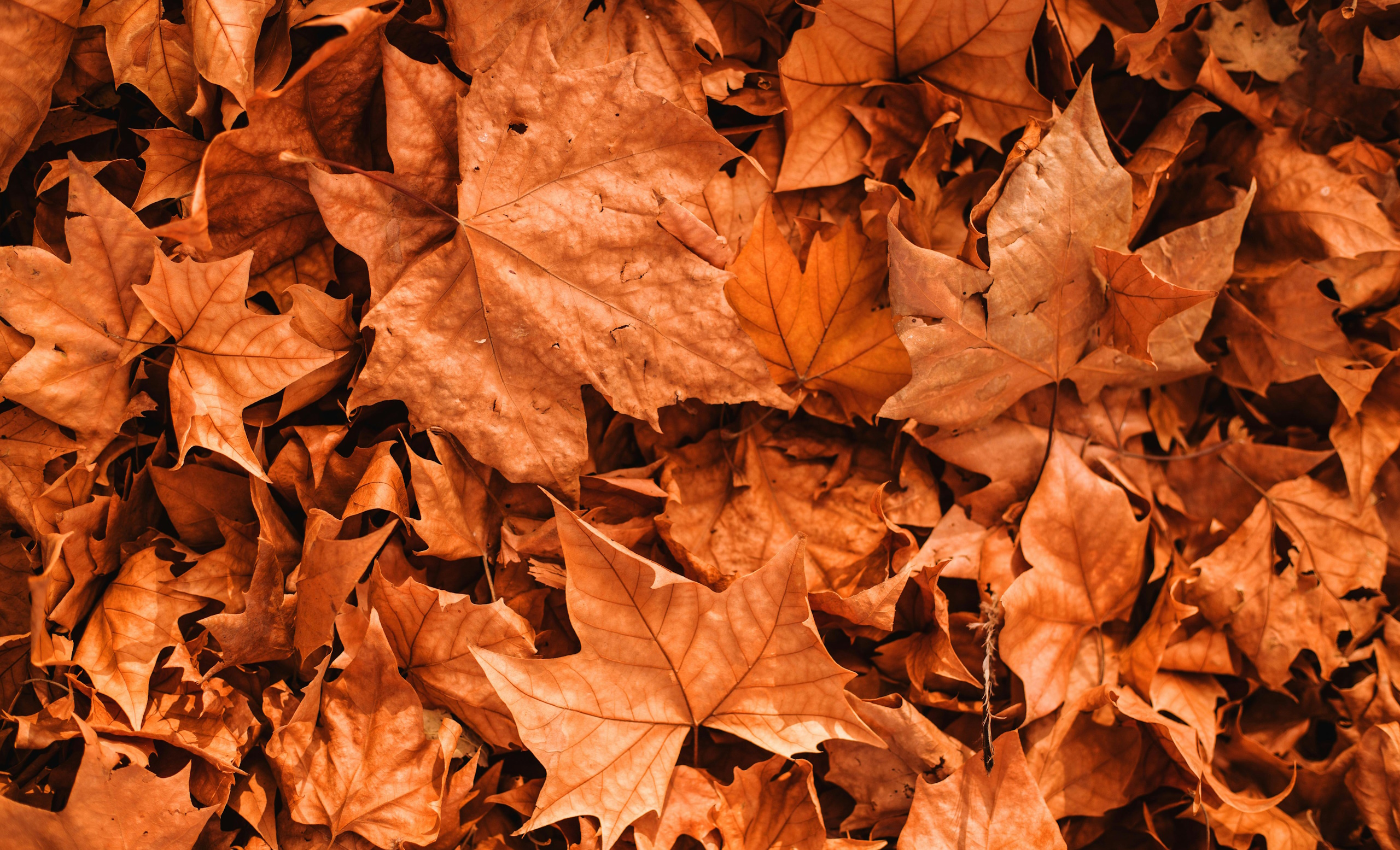 Fall Home Maintenance Tips