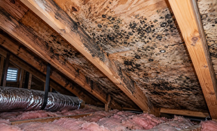 mold in an attic, attic mold, mold growing in an attic, home, house, attic, attic mold, house mold, mold remediation, mold removal, Disaster Blaster